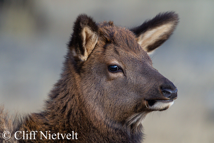 A Calf Elk in the Autumn, REF: ELK006