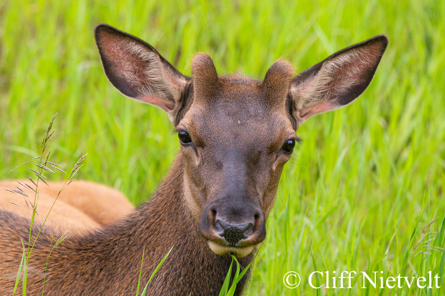 A Yearling Bull Elk in Velvet, REF: ELK009