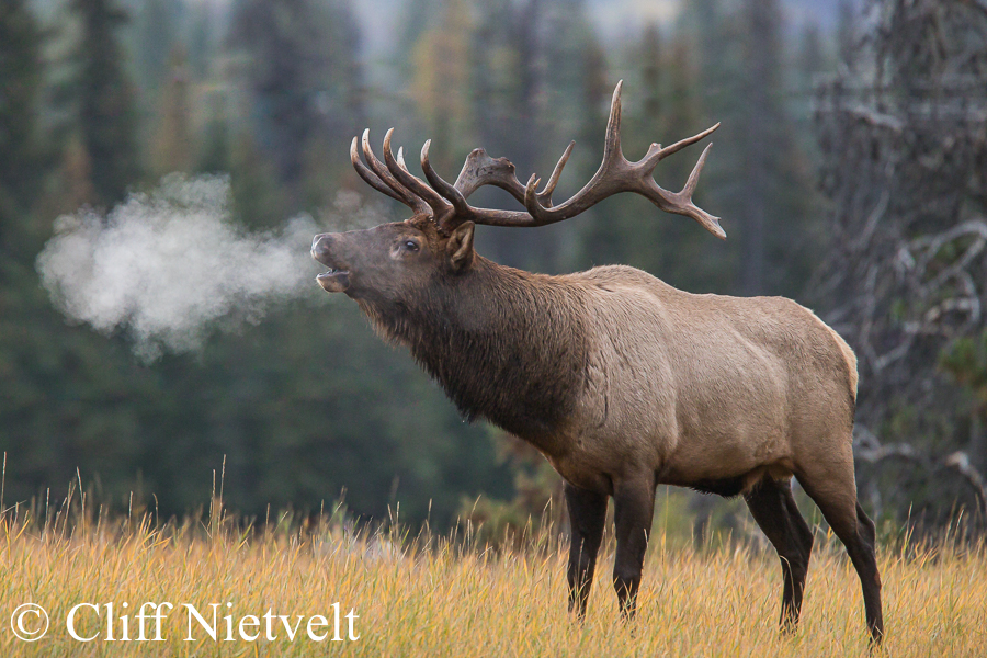 Bugling Bull Elk on a Frosty Morning, REF: ELK011