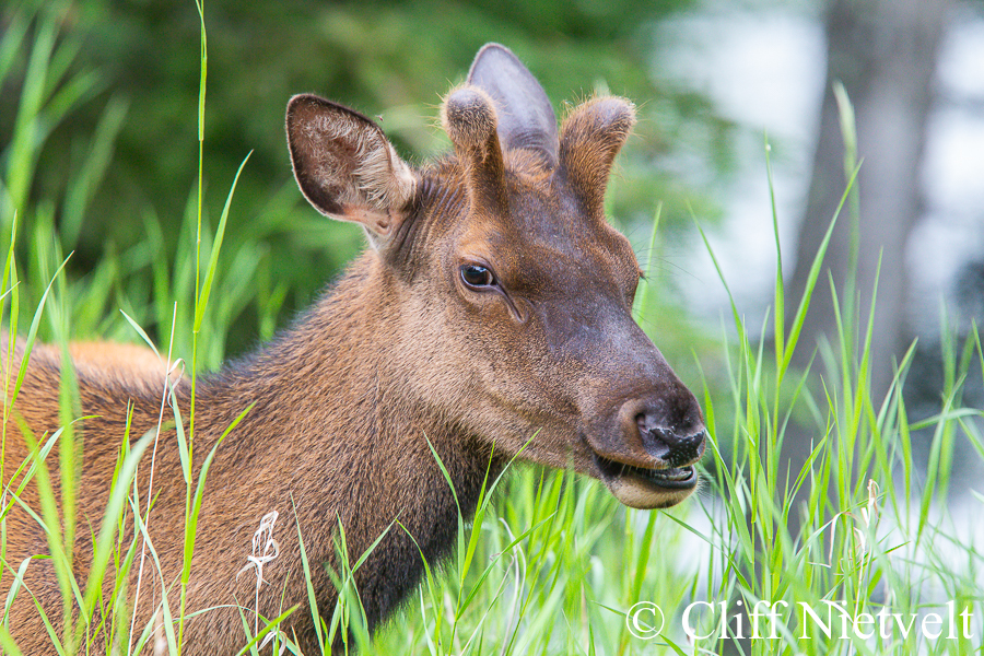 A Spike Bull Elk in Velvet, REF: ELK019