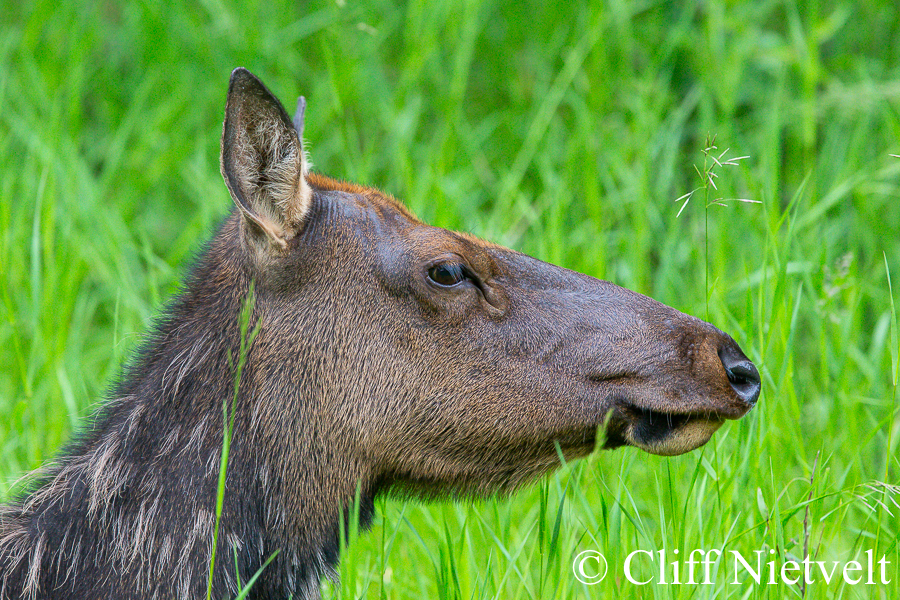 Cow Elk Profile, REF: ELK020