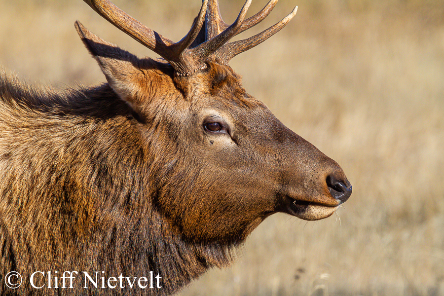 Young Bull Elk in the Afternoon Sun, REF: ELK001