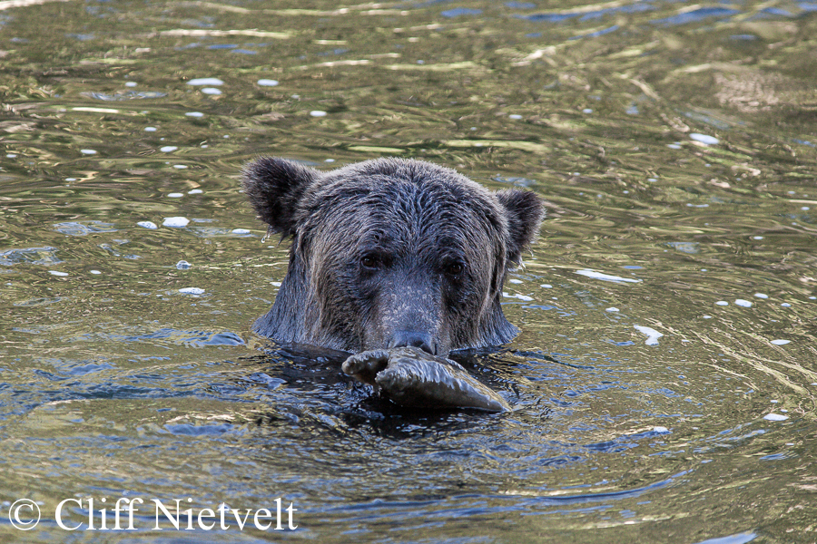 Grizzly & Rotten Salmon, REF: GB026