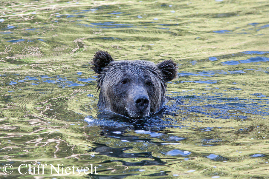 Cruising Grizzly, REF: GB029