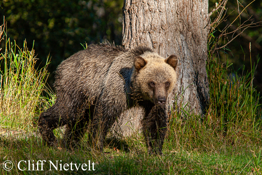 Sunlit Cub, REF: GB031