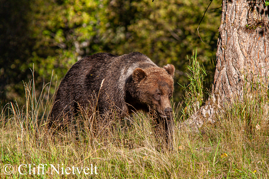 Early Morning Grizzly, REF: GB032