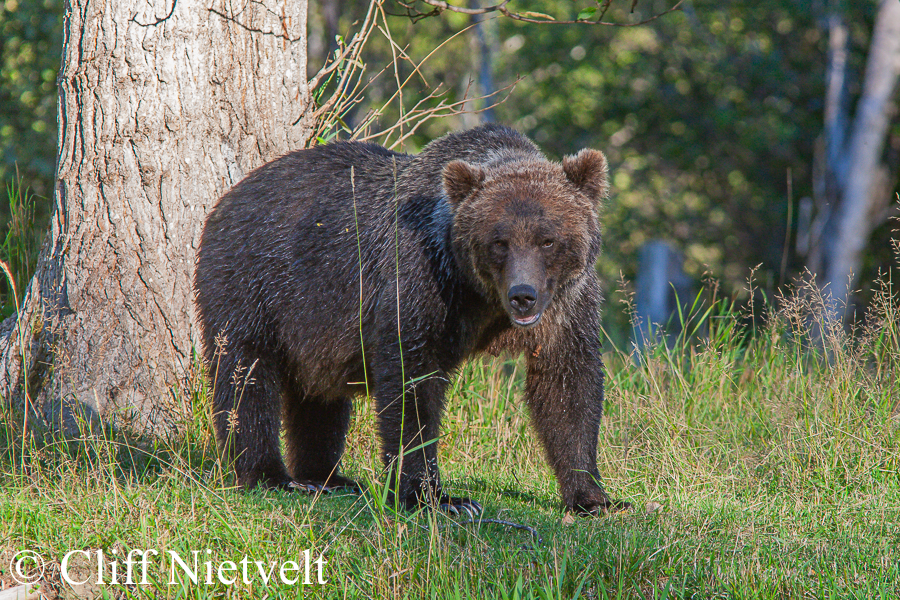 Sow Grizzly in the Grass, REF: GB033