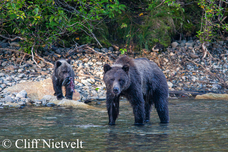 Sow and Cub with Salmon, REF: GB035