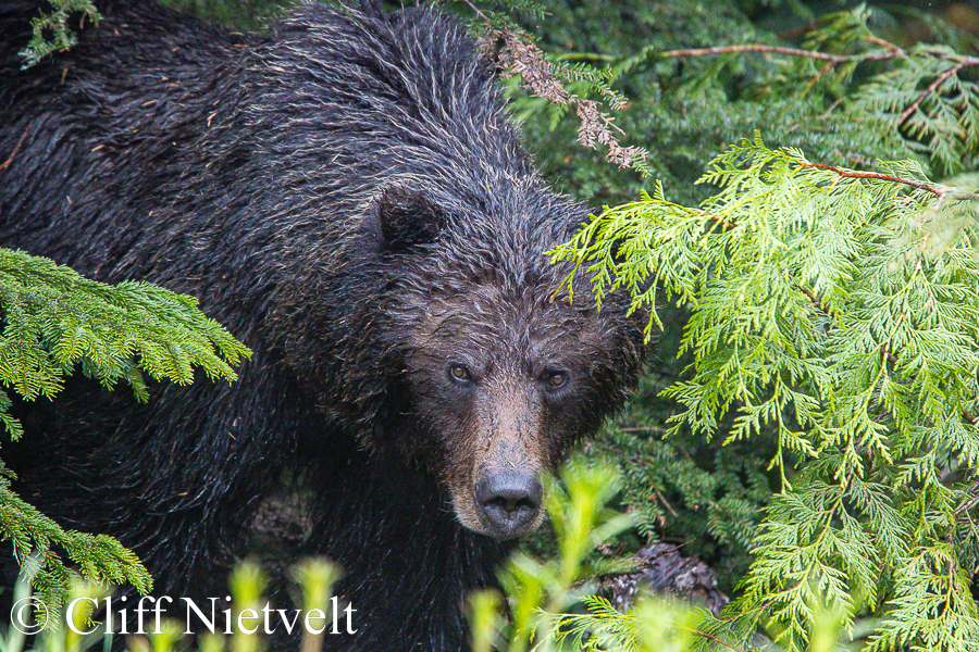 Female Grizzly Emerging, REF: GB037