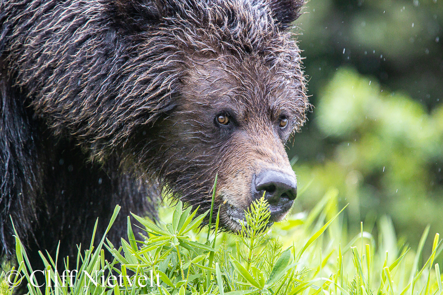 Female Grizzly in Spring, REF GB038