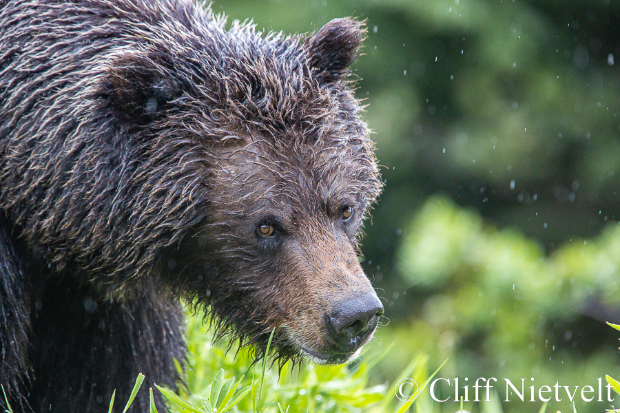 Head Tilted Grizzly, REF: GB040