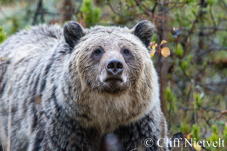 Grizzly Sniff, REF: GB043