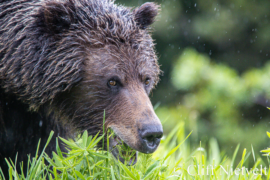 Feeding in the Rain, REF: GB046