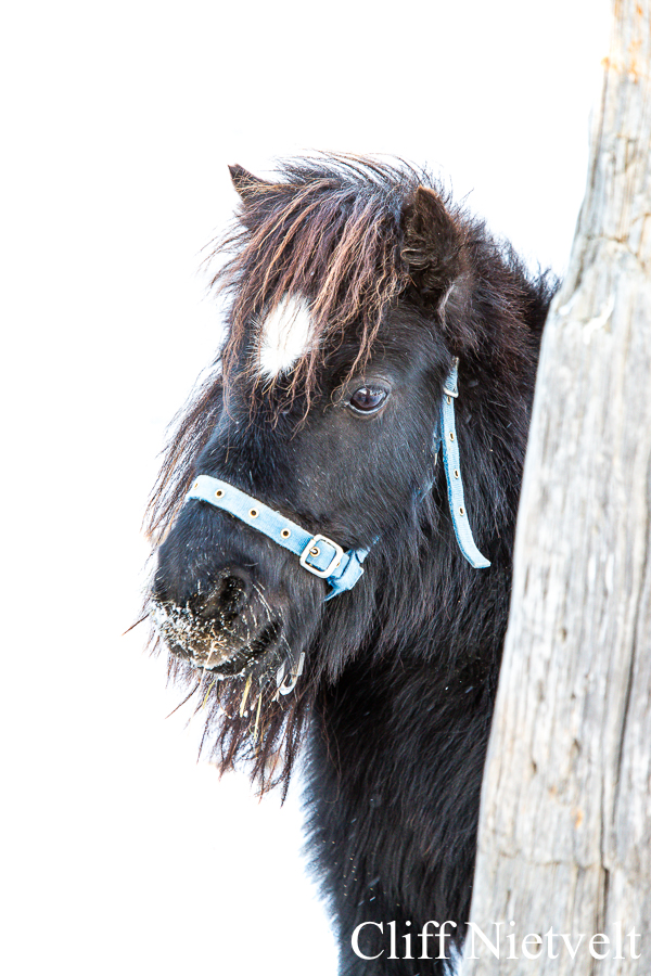 Miniature Horse, REF: HORS003