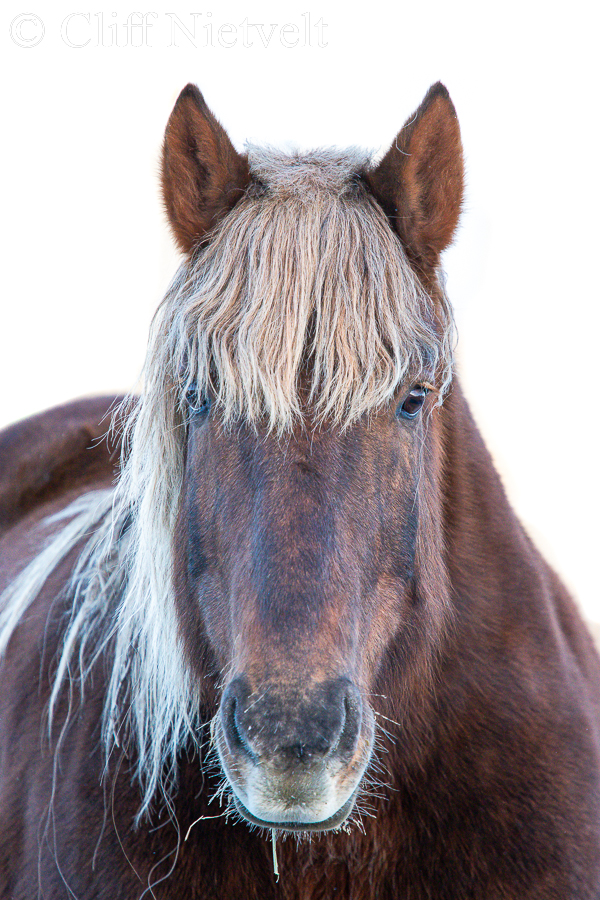 Gelding Head On, REF: HORS006