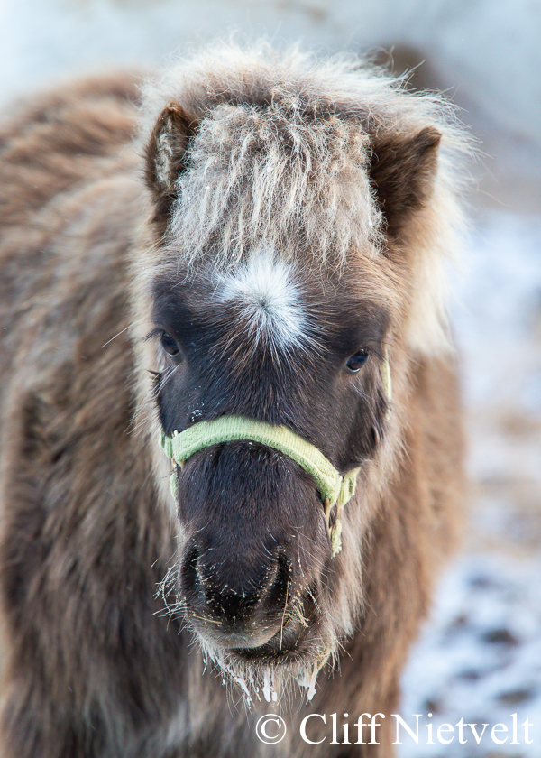 Adorable Miniature Horse, REF: HORS008