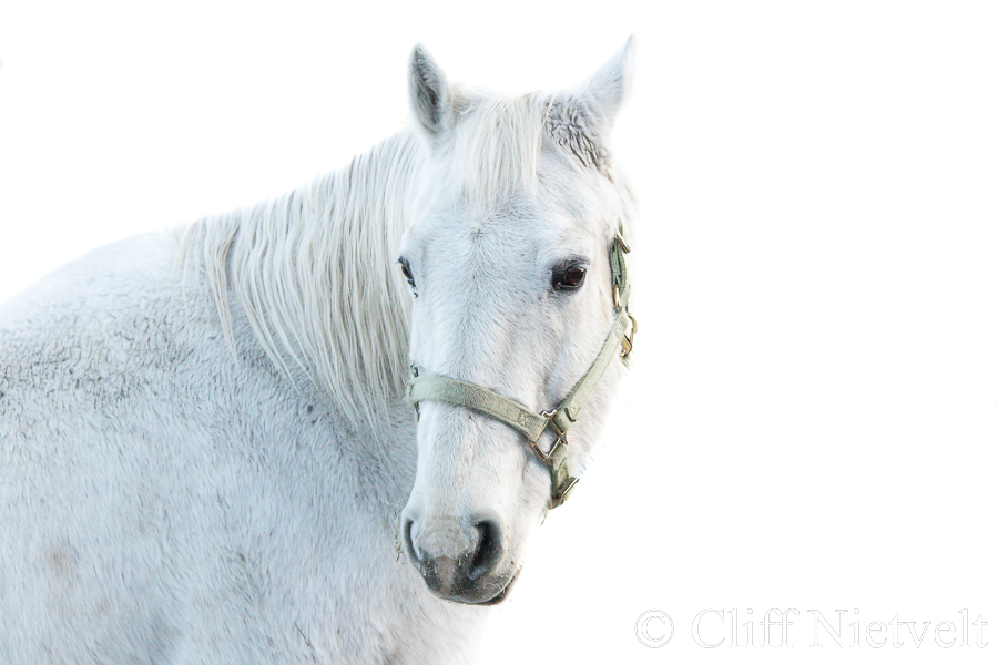 White Mare, REF: HORS010