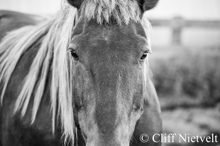 Gelding Portrait, REF: HORS015