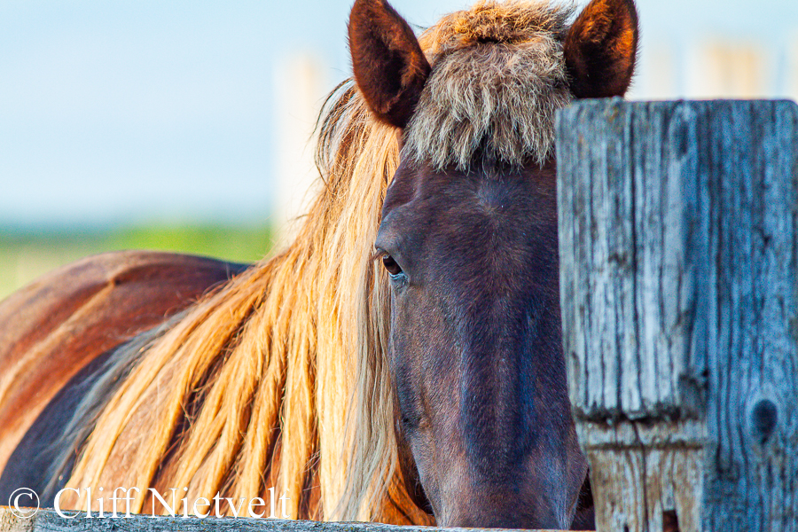 Gelding At Dusk, REF: HORS016