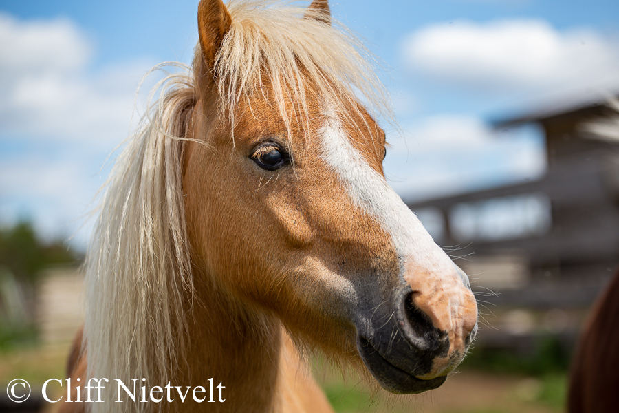 Beautiful Minature Horse, REF: HORS019