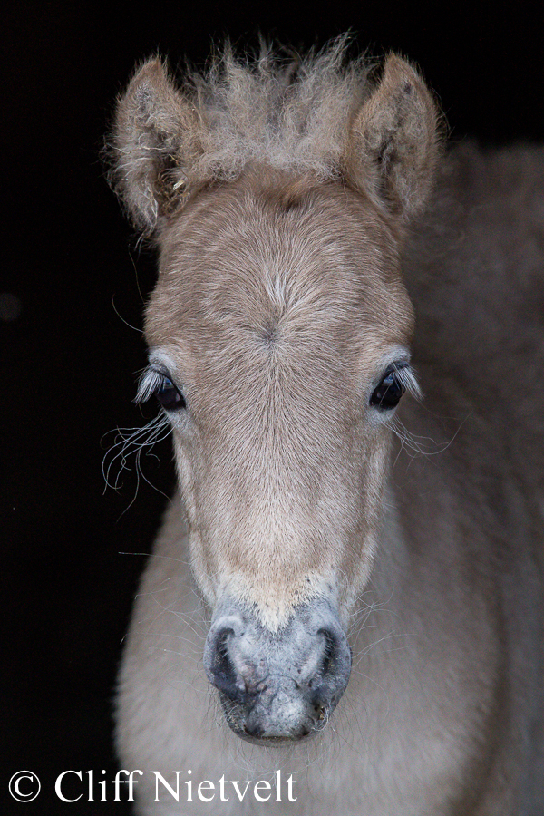 Eye Lashes, REF: HORS020