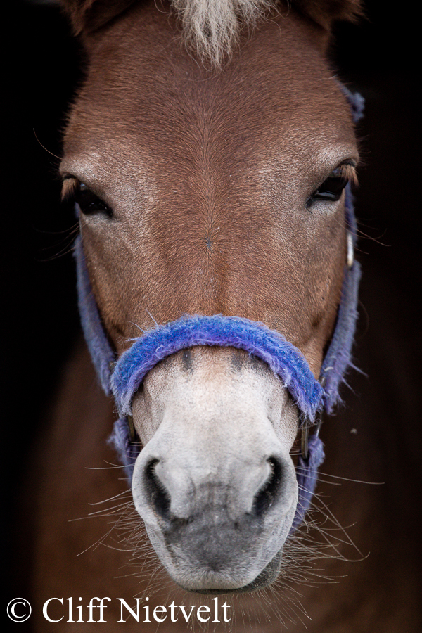 Donkey Portrait, REF: HORS021