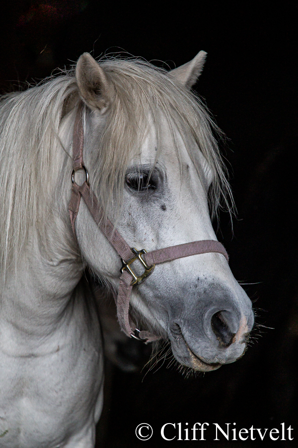 White Mare Profile, REF: HORS023