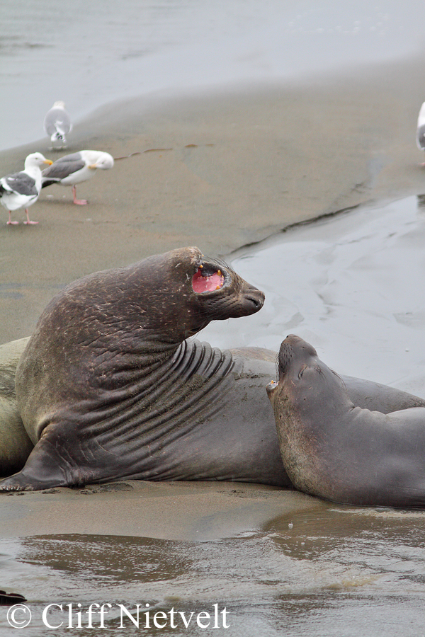 Sparing Elephant Seals, MAMA004