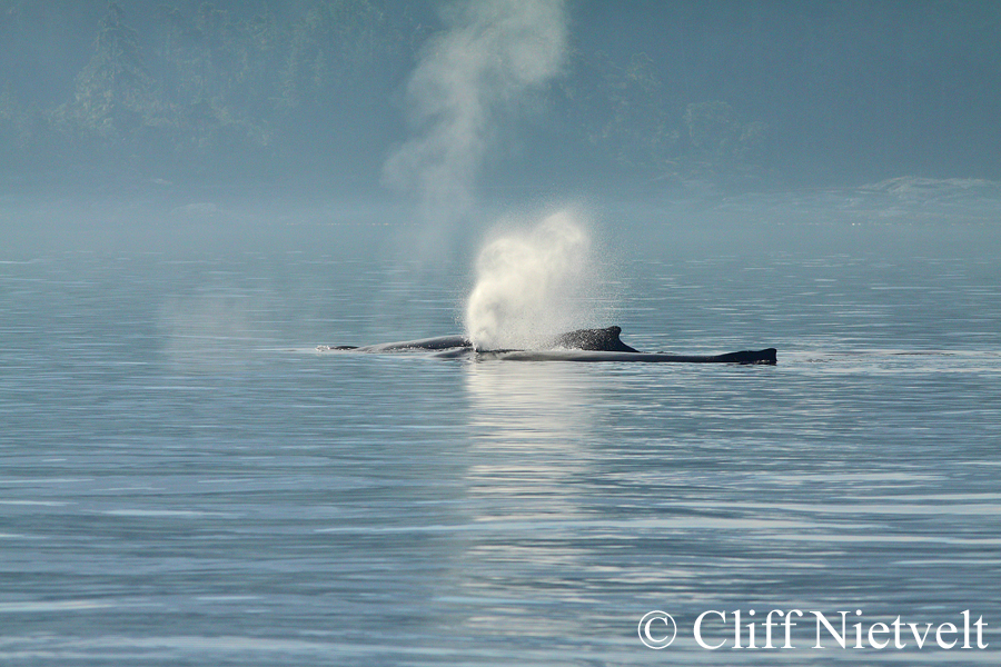 Two Humpbacks, MAMA016