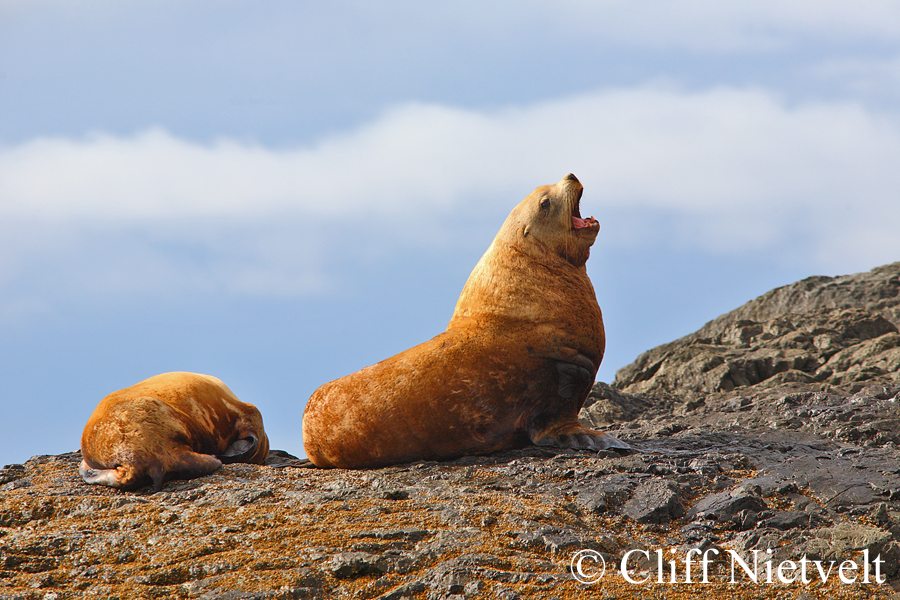 Steller Sea Lion Roaring, MAMA027