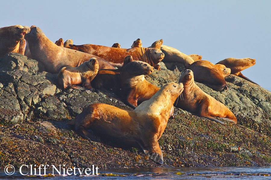 Steller Sea Lions, MAMA029