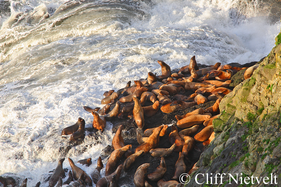 California Sea Lions, MAMA031