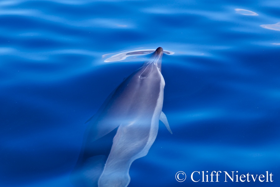 Bottlenose Dolphin, MAMA032