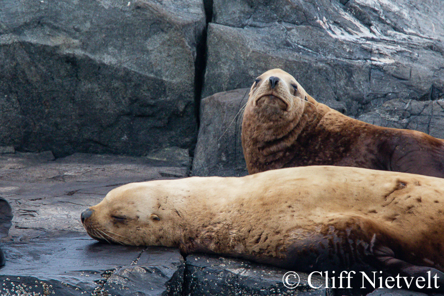 Steller Sea Lions Resting, MAMA033