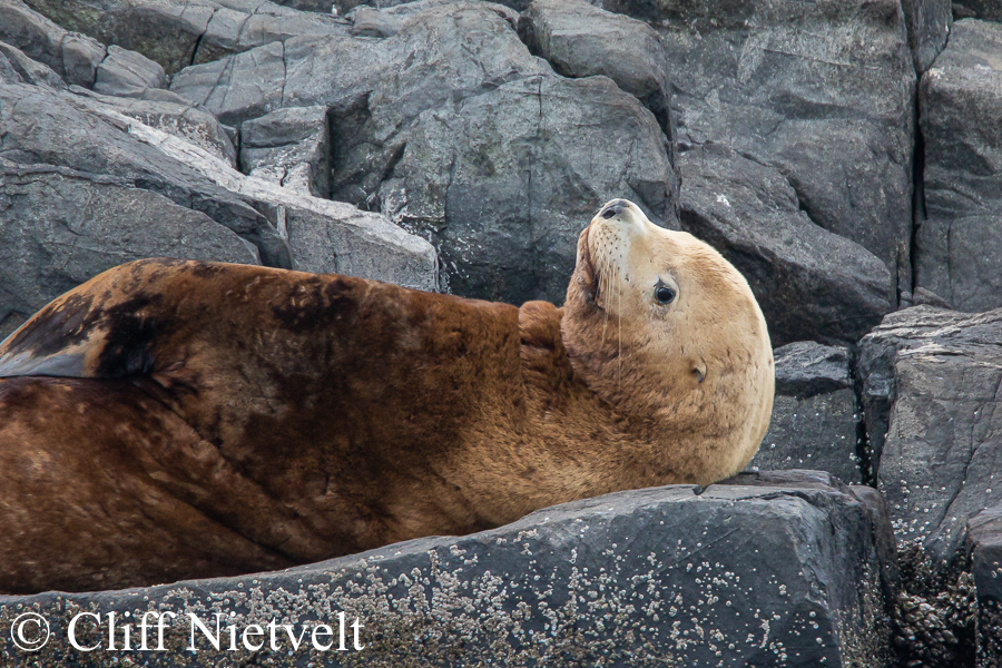 Steller Sea Lion Relaxing, MAMA034