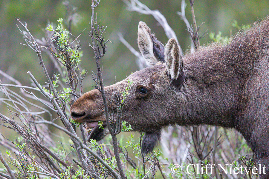 A Yearly Moose Feeding on Willows, MOOS006