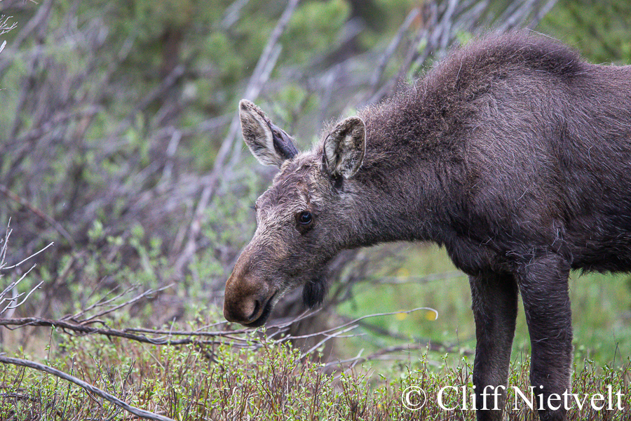 Suspicious Yearling Moose, REF: MOOS009