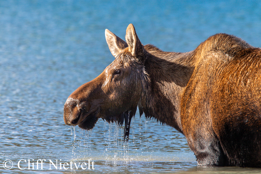 Cow Moose Emerging from Lake, REF: MOOS013