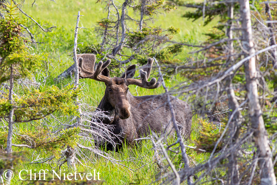 Bull Moose in a Bog, REF: MOOS016