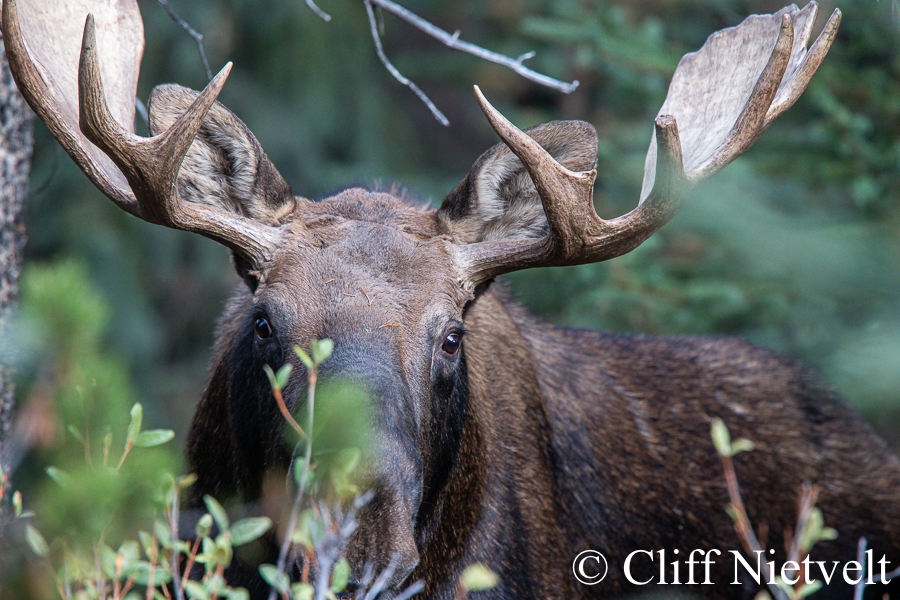 Bull Moose Hiding, REF: MOOS018