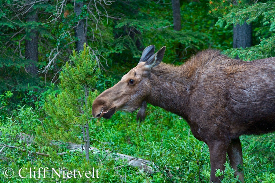 A Cow Moose Shedding Her WInter Coat, REF: MOOS023