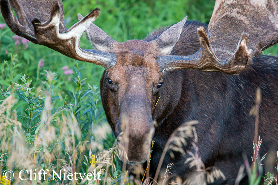 Bull Moose and Fireweed, REF: MOOS003