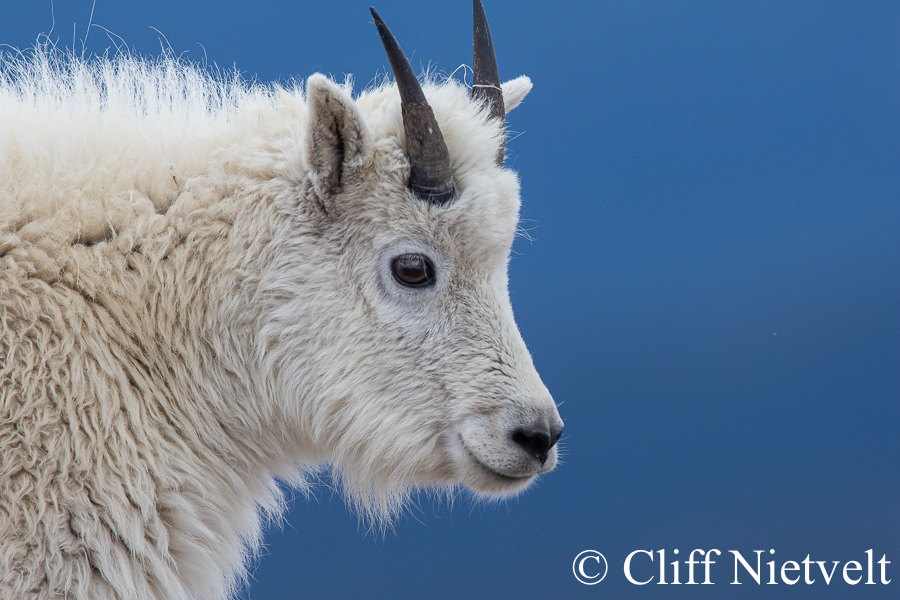 Mountain Goat Kid Portrait, REF: MTGO001