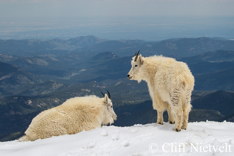 Nanny and a Kid Mountain Goat, REF: MTGO003