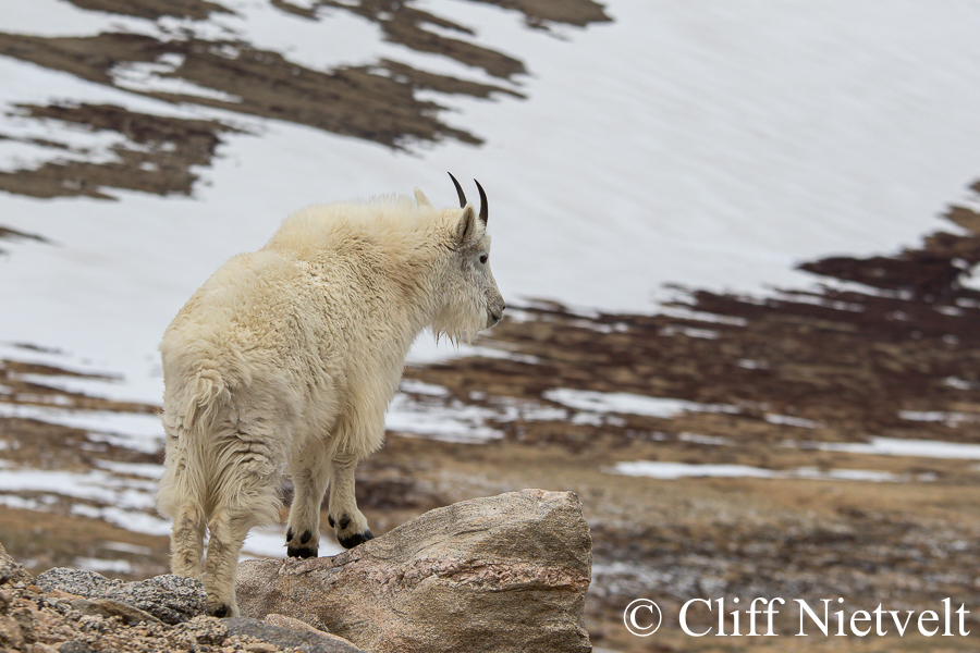 A Perched Nanny Mountain Goat, REF: MTGO004