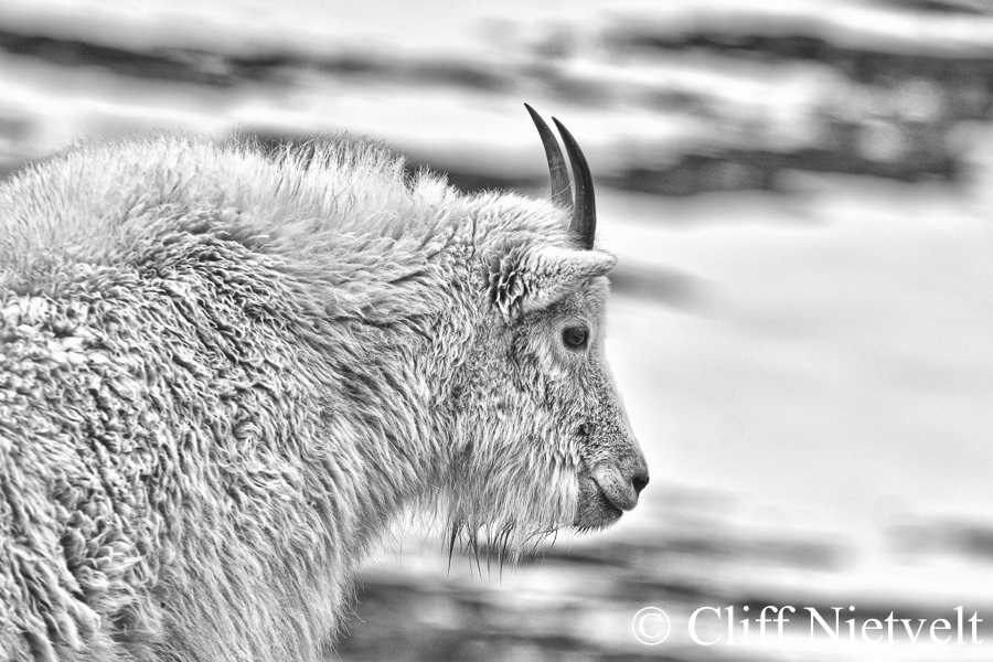 Black and White Nanny Mountain Goat Portrait, REF: MTGO005