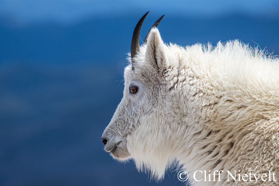 Nanny Mountain Goat Overlooking the Rockies, REF: MTGO007