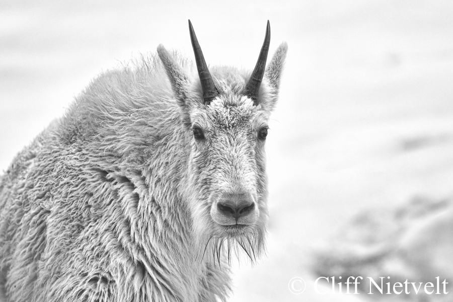 Black and Whte Mountain Goat Looking Head-On, REF: MTGO008