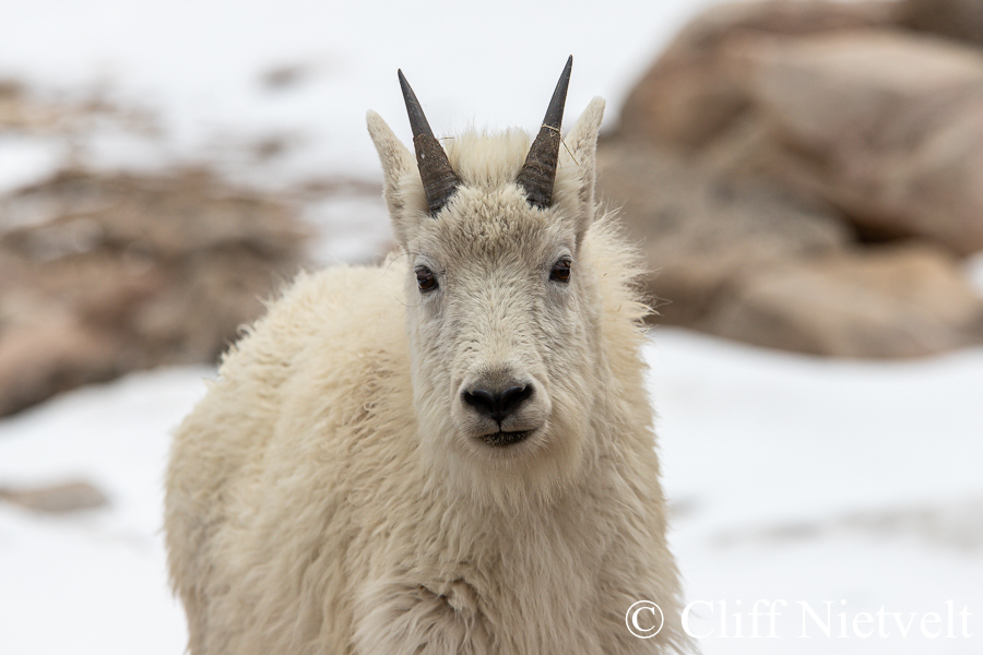 Cute Mountain Goat Kid, REF: MTGO016