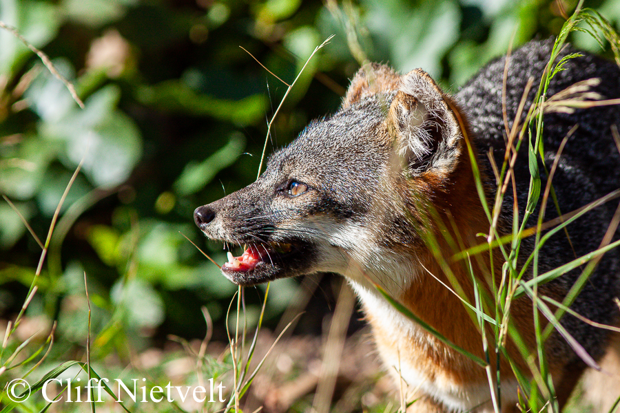 Island Fox Hunting, REF: ISFOX001